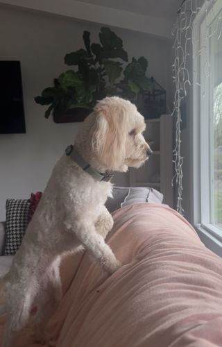 Customer photo review of Sage Collar - Recycled Ripstop