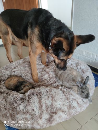 Customer photo review of Hundebett rund Wuscheldonut