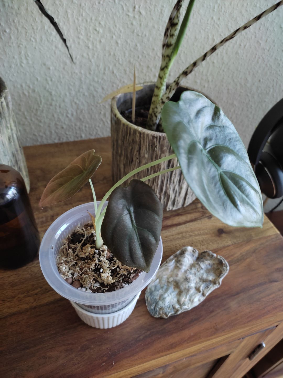 Customer photo review of ALOCASIA CUPREA RED SECRET