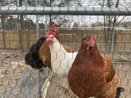 Customer photo review of GrubTerra Dried Black Soldier Fly Larvae