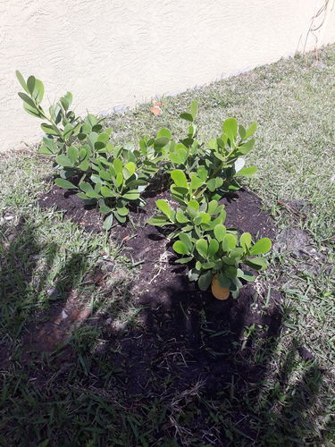 Customer photo review of Clusia