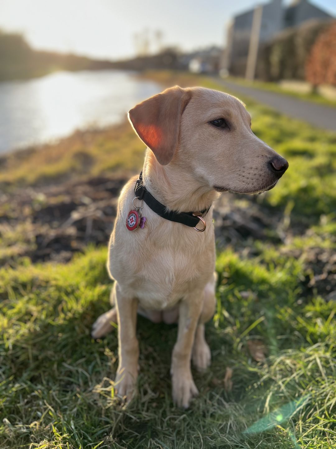 Customer photo review of Addison's Disease Dog Tag