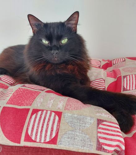 Avis photo d'un client sur Pâtée Chat Stérilisé Sans Céréales - Poulet