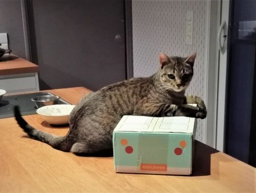 Avis photo d'un client sur Croquettes Chaton Sans Céréales - Poulet & Huile de Saumon