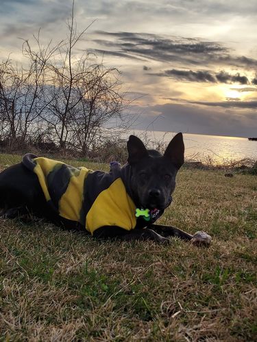 Customer photo review of Natural Beef Knee Cap Bones