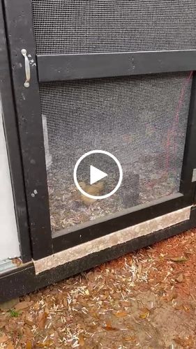 Customer video review of GrubTerra Dried Larvae