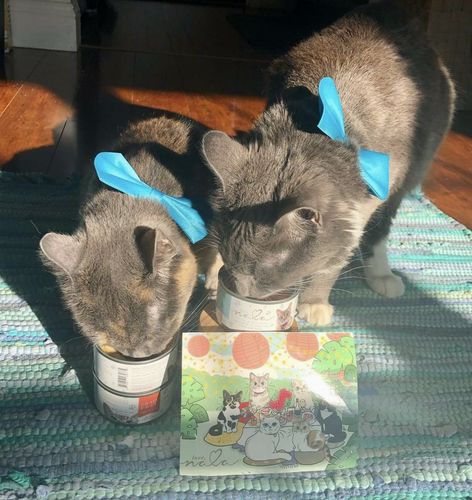 Customer photo review of Tuna & Salmon Recipe Flaked Dinner In Broth Adult Cat Food, 2.8-oz, Case of 12