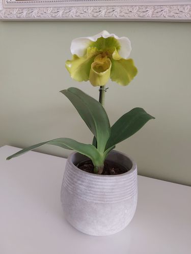 Customer photo review of Frauenschuh Orchidee - Paphiopedilum großblumig mit grün-weißer Blüte
