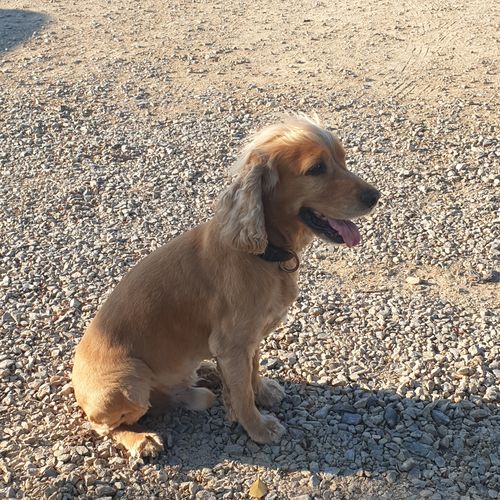 Customer photo review of Collier Anti Aboiement PuppySafe