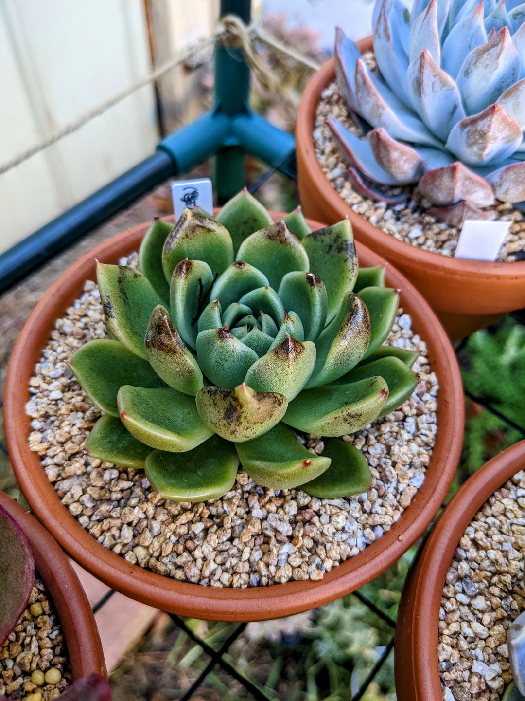 Customer photo review of Echeveria 'Black Rose'