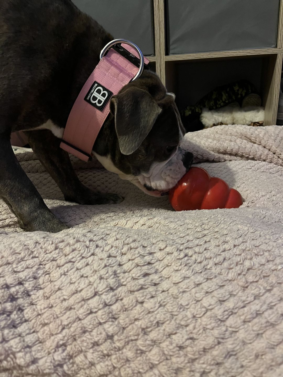 Customer photo review of 5cm Combat® Collar | Rated Clip - NO HANDLE - Pink v2.0