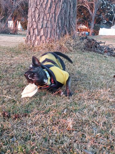 Customer photo review of Cow Ears For Dogs