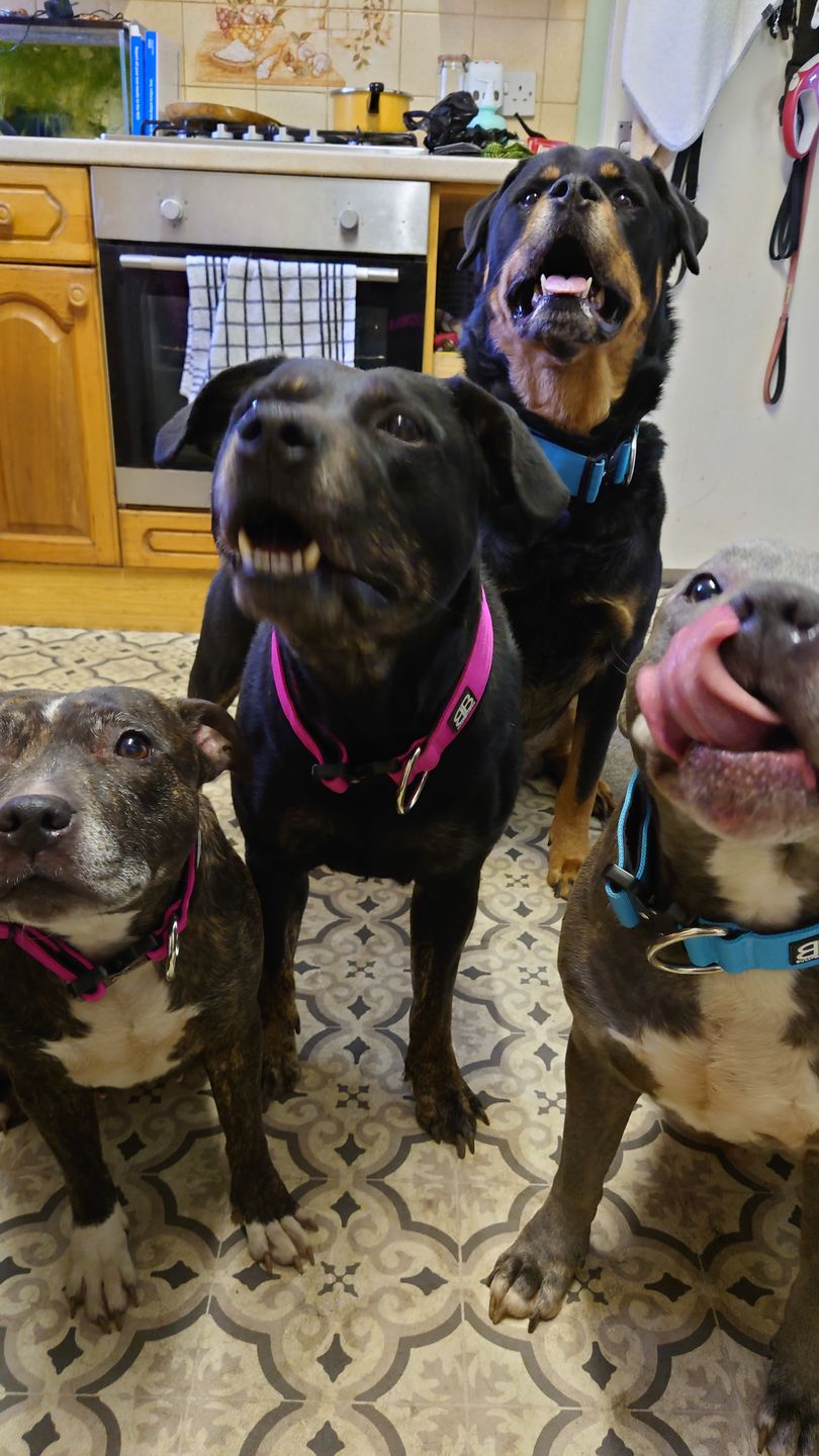 Customer photo review of 4cm Combat® Collar | Rated Clip - NO HANDLE - Magentas v2.0