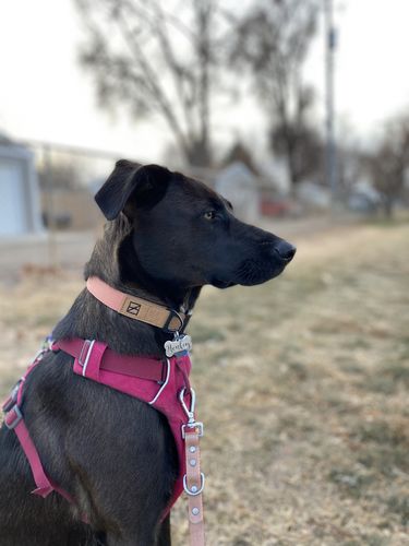 Customer photo review of Salmon Collar