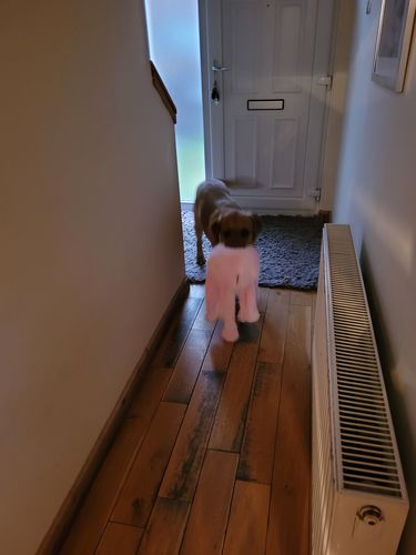 Customer photo review of Gor Reef Daddy Octopus