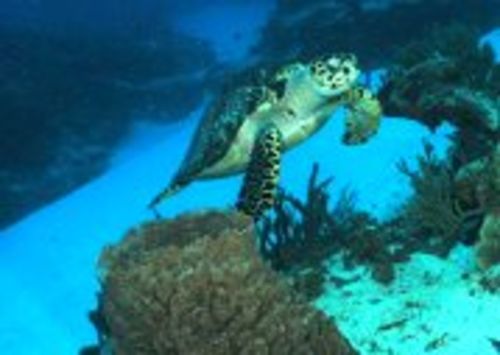 Customer photo review of Save a Turtle Necklace