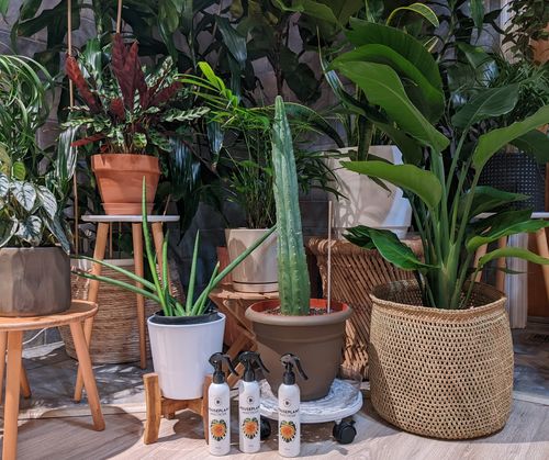 Customer photo review of Houseplant Insecticide w/ Neem