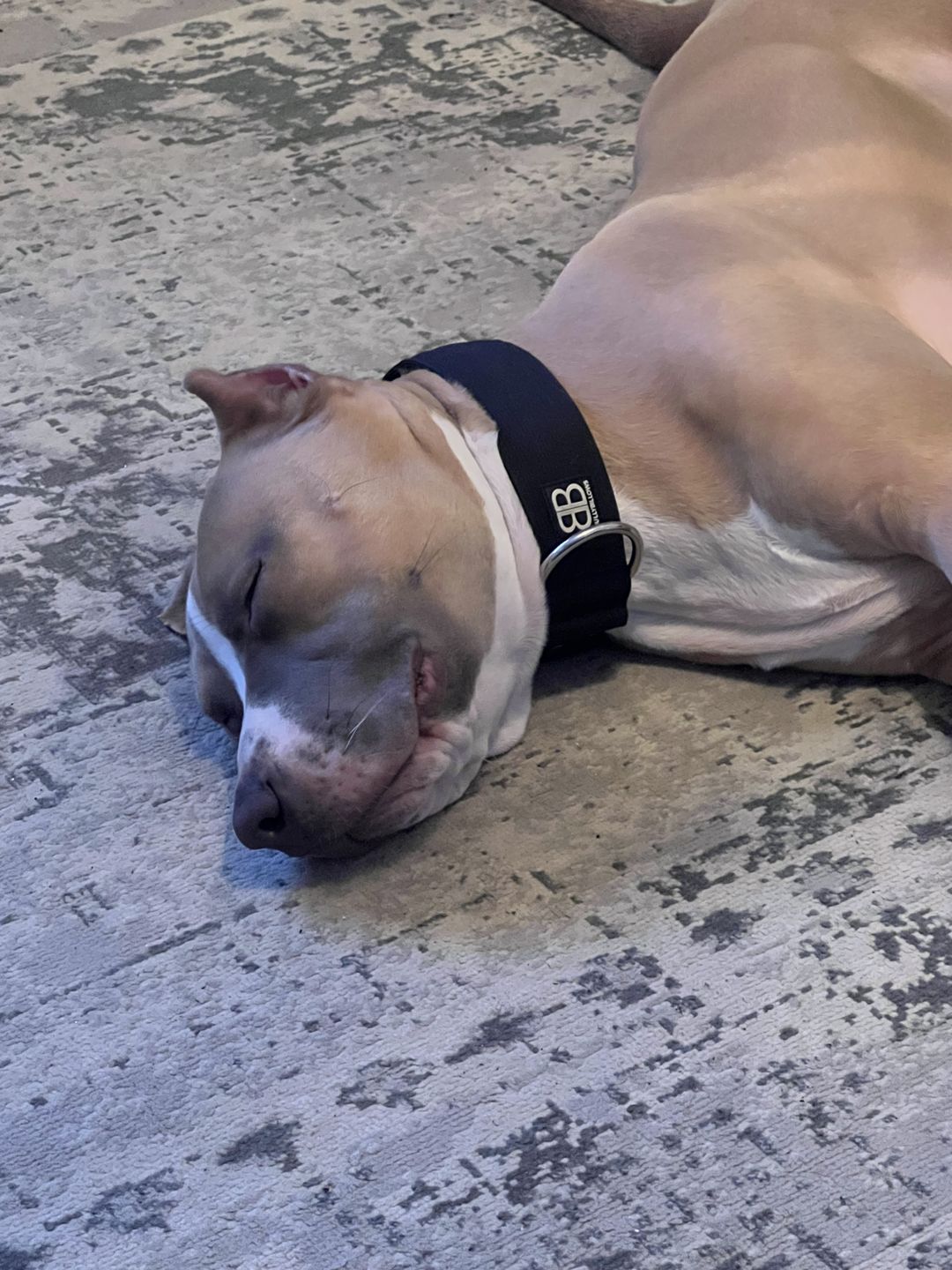 Customer photo review of 5cm Combat® Collar | Rated Clip - NO HANDLE - Black v2.0