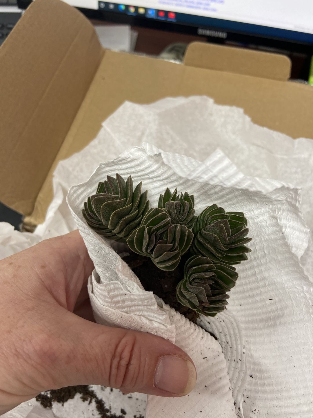 Customer photo review of Crassula Buddha's Temple
