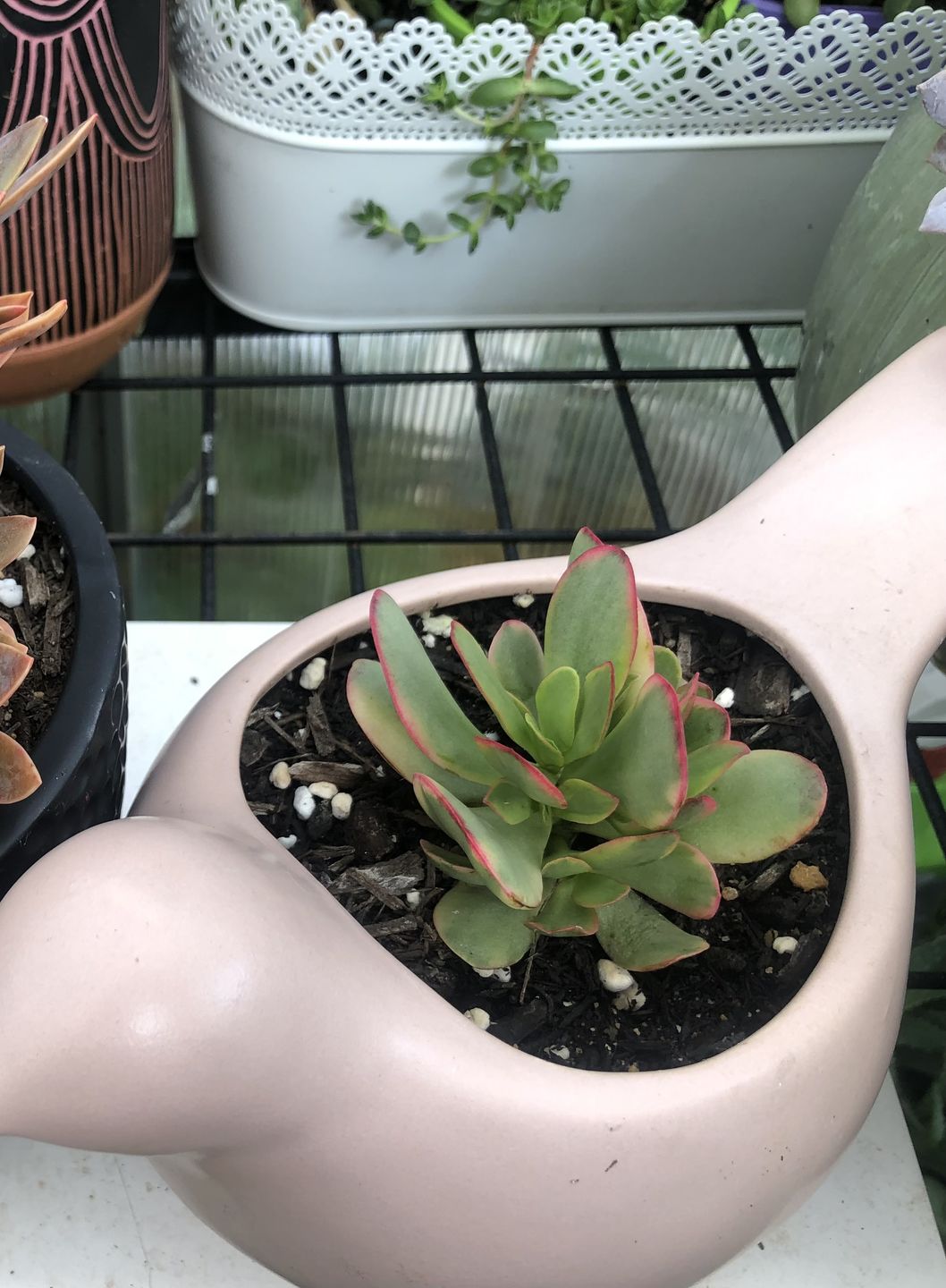 Customer photo review of Crassula Platyphylla Variagata