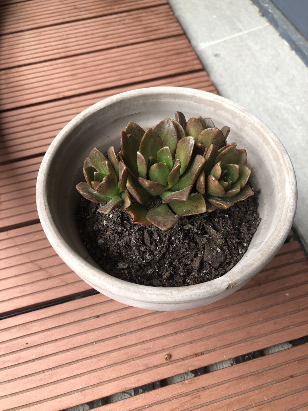 Customer photo review of Aeonium Bronze Medal