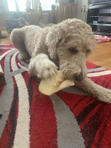 Customer photo review of Cow Ears For Dogs