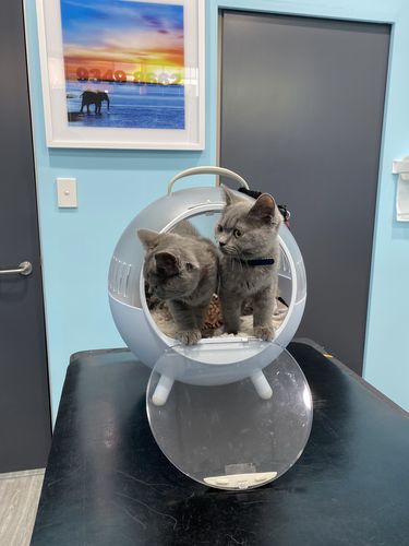 Customer photo review of Furrytail Space Capsule Cat Carrier | Cat Capsule Bag| Car Pet Carrier