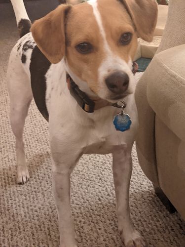 Customer photo review of Terracotta Collar