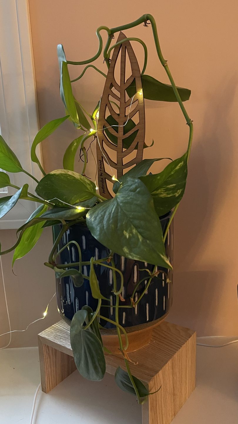 Customer photo review of Anthrulla - Plant trellis inspired by the Queen Anthurium