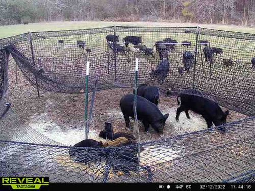 Customer photo review of Pig Brig Trap System