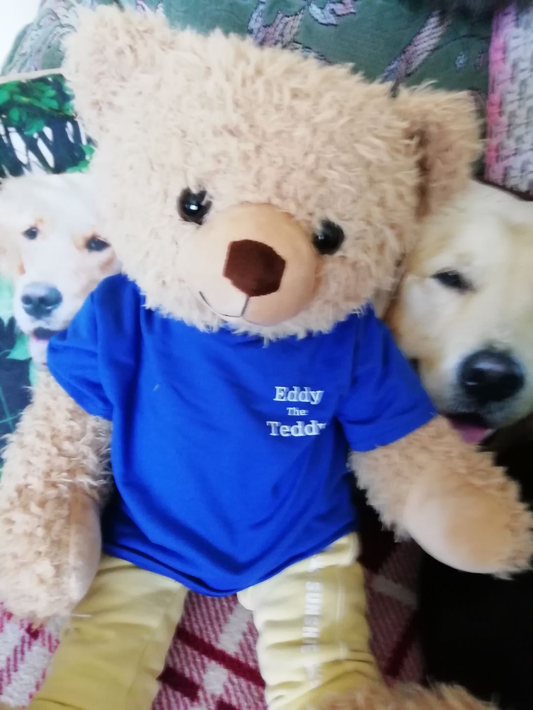 Customer photo review of 65cm Original Eddy the Teddy