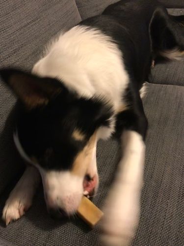 Customer photo review of Everest Dog Yak Chews