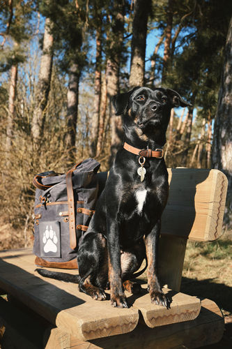 Customer photo review of Rucksack mit Patch (🌲)