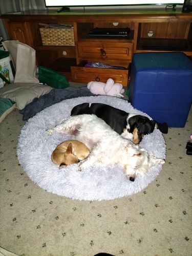 Customer photo review of Calming Dog Bed™ Australia-60% Off Today