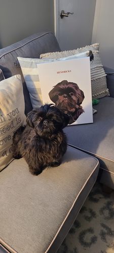 Customer photo review of The Passport - Custom Pet Canvas