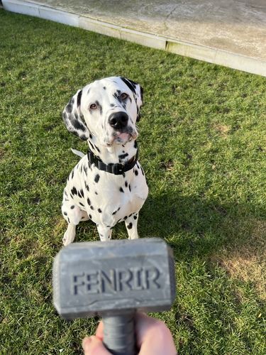 Customer photo review of The Fenrir Hammer