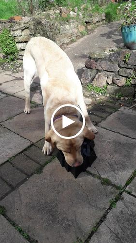 Customer video review of Fenrir Puzzle Bowl