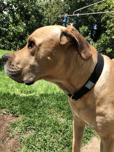 Customer photo review of DF Co. Tactical Black Dog Collar