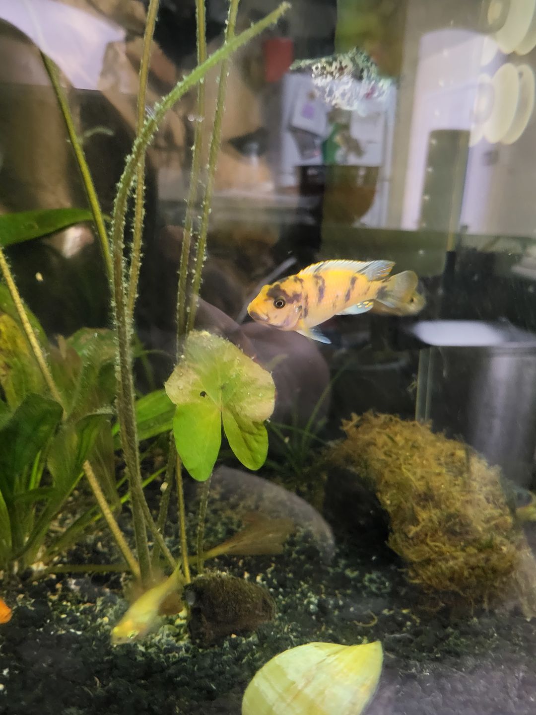 Customer photo review of Xtreme PeeWee Cichlid Fish Food