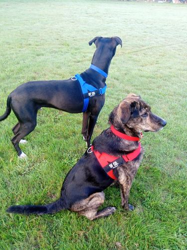 Customer photo review of DF Co. Dog Harness