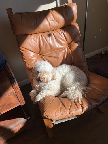 Customer photo review of BarkWise™ Complete