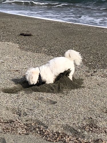 Customer photo review of Collier Anti Aboiement PuppySafe