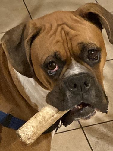Customer photo review of 12 Inch Monster Bully Sticks