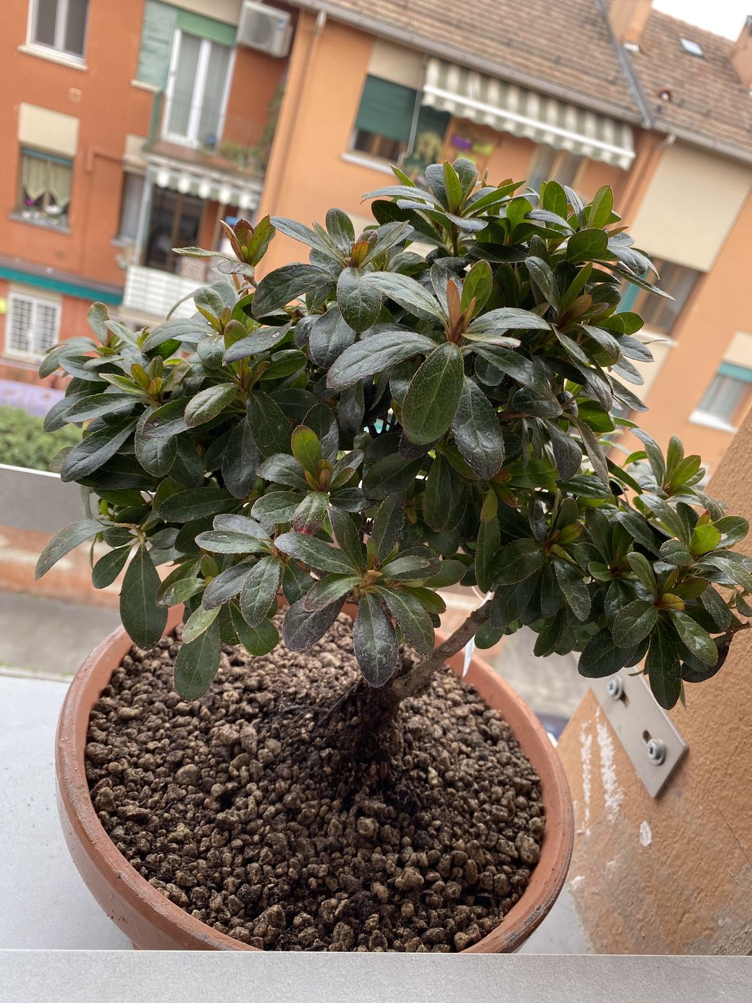 Customer photo review of SUBSTRATO SPECIFICO PER AZALEE E ACIDOFILE GOLD CB®