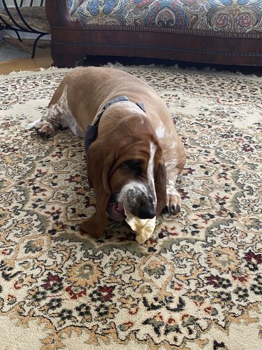 Customer photo review of Cow Ears For Dogs