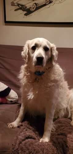 Customer photo review of Collier Anti Aboiement PuppySafe