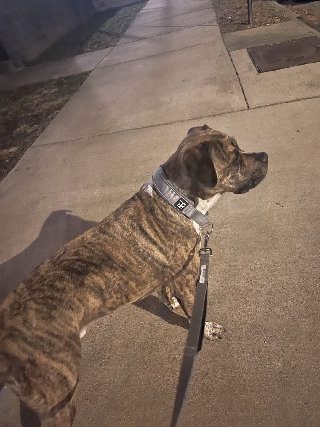 Customer photo review of 4cm Slip on Collar | Soft Padded & Reflective - Metal Grey v2.0