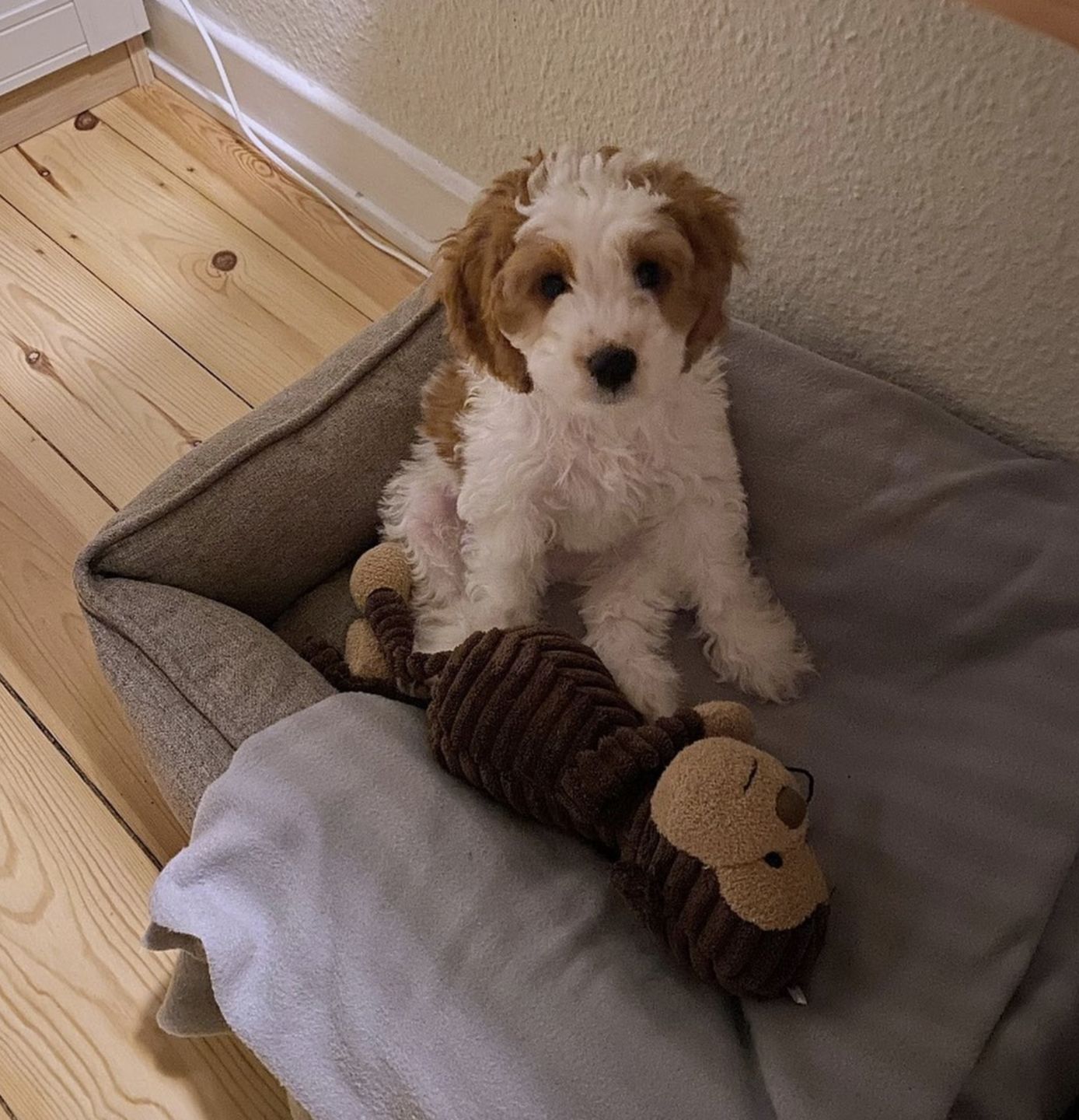 Customer photo review of Hundeseng 'HYGGE' (cappuccino)