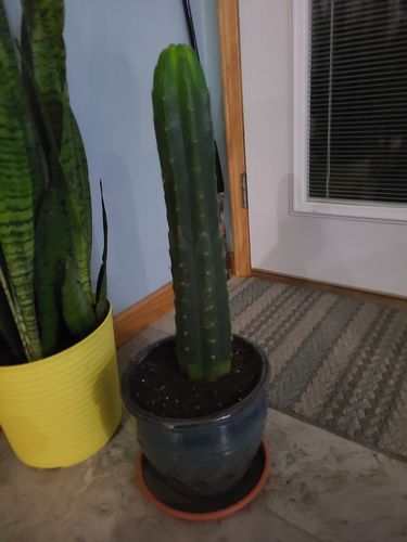 Customer photo review of San Pedro Cactus | Echinopsis pachanoi