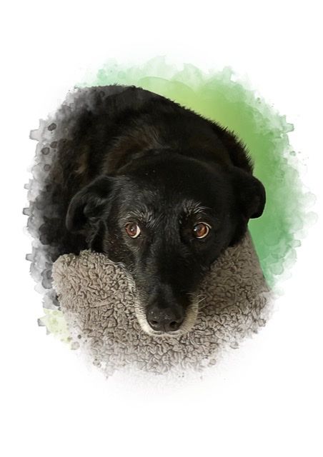 Customer photo review of Portrait deines Tieres im Wasserfarben-Stil
